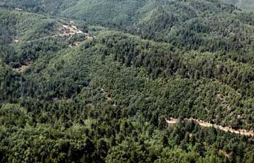 Αντίθετος ο Δήμος Αθηναίων με την τροποποίηση του άρθρου 24 για τα δάση