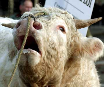 Επιβεβαιώθηκε το δεύτερο κρούσμα «τρελών αγελάδων» στην Ισπανία