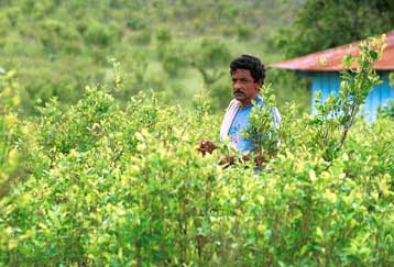 Η μακροχρόνια χρήση κοκαΐνης επηρεάζει τη λειτουργία πολλών γονιδίων