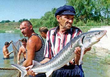 Με εξαφάνιση απειλείται ο οξύρρυγχος, το ψάρι από το οποίο προέρχεται το χαβιάρι