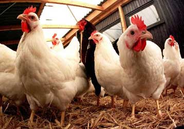 Οι δημιουργοί της Ντόλι παρουσιάζουν την Μπρίτνι, το γενετικά τροποποιημένο κοτόπουλο