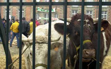 Αγρότες και… αγελάδες διαδηλώνουν έξω από το γαλλικό υπουργείο Γεωργίας