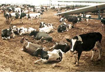 Ειδικό εργαστήριο ελέγχου των βοοειδών από το υπουργείο Γεωργίας