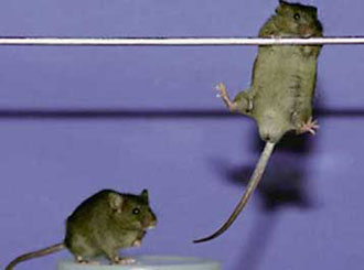 Τα βλαστοκύτταρα λύση για τις μυοσκελετικές παθήσεις;