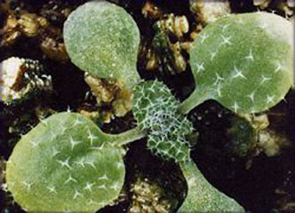 Ολοκληρώθηκε η πρώτη πλήρης αποκωδικοποίηση του γονιδιώματος ενός φυτού