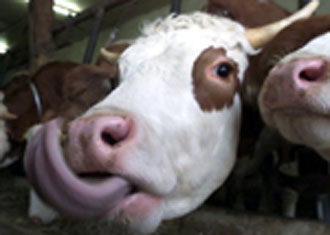 Η φαρμακευτική Boehringer ανακάλυψε εξέταση αίματος για τη σπογγώδη εγκεφαλοπάθεια