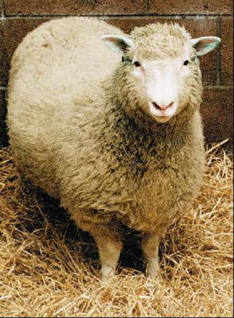 Κρίσιμη ψήφος στη βρετανική Βουλή για έρευνα σε εμβρυϊκά κύτταρα