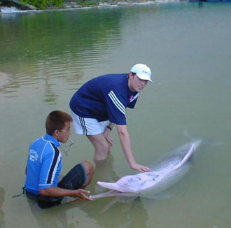 Απειλούνται με εξαφάνιση τα ροζ δελφίνια του Χονγκ Κονγκ