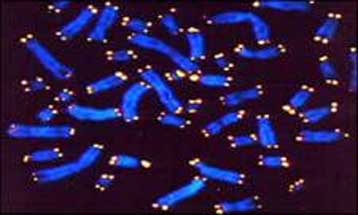 Η τελομεράση το μόριο – κλειδί για την αντιμετώπιση του καρκίνου των πνευμόνων