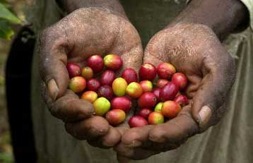 Η υπερβολική κατανάλωση καφεΐνης μειώνει την παραγωγικότητα των εργαζομένων