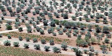 Τις ελληνικές προτάσεις για το ελαιόλαδο θα παρουσιάσει στις Βρυξέλλες ο Γ.Ανωμερίτης