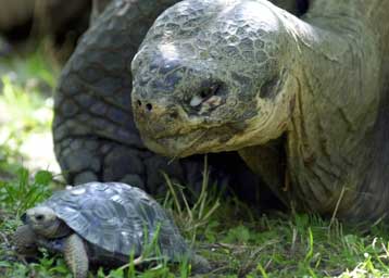 Τις διάσημες τεράστιες χελώνες των Γκαλαπάγκος απειλεί τώρα η πετρελαιοκηλίδα