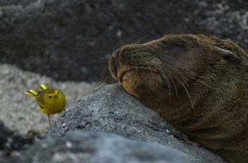 Μετ εμποδίων συνεχίζεται η επιχείρηση σωτηρίας των Γκαλαπάγκος