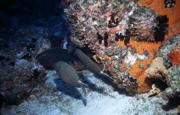 Τα αρχαιοβακτήρια ζουν και στον ανοιχτό ωκεανό, όπου ίσως αποτελούν το 50% της συνολικής βιομάζας