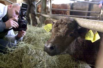 Η Κομισιόν παραπληροφορούσε την κοινή γνώμη για τη νόσο των «τρελών αγελάδων», αποκαλύπτει τώρα και