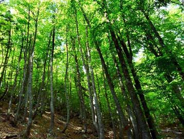 Εμμένουν στην αντίθεσή τους για την αναθεώρηση του άρθρου 24 οι οικολογικές οργανώσεις