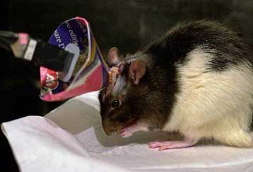 Αρουραίοι – πειραματόζωα ονειρεύονται ότι τρέχουν σε διαδρόμους