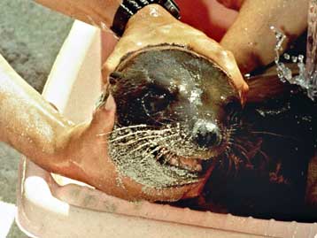 Μετά την ανεπανόρθωτη οικολογική καταστροφή στα Γκαλαπάγκος, η ώρα των ευθυνών…