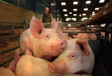 Έλεγχο στα χοιρινά διατάσσει το υπουργείο Γεωργίας μετά το σάλο στην Ευρώπη