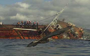 Ορατός ο κίνδυνος ολικής οικολογικής καταστροφής στα Γκαλαπάγκος