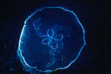 Νέο είδος μέδουσας ανακαλύφθηκε σε μικρή λίμνη της Κροατίας