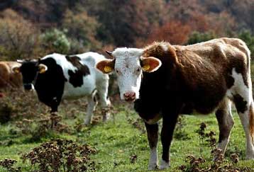 Ένα ακόμη κρούσμα της νόσου των «τρελών αγελάδων» εντοπίστηκε στη Γερμανία