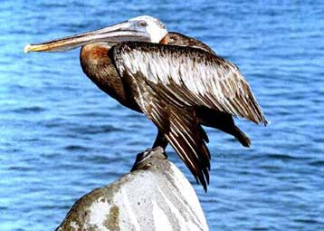 Απομακρύνεται ο κίνδυνος οικολογικής καταστροφής για τα νησιά Γκαλαπάγκος