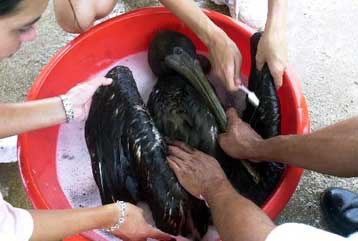 Σε κατάσταση έκτακτης ανάγκης τα Γκαλαπάγκος για την αντιμετώπιση της πετρελαιοκηλίδας