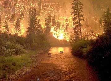 Μειώνεται ο παγκόσμιος ρυθμός αποψίλωσης των δασών – Συνεχίζεται όμως η καταστροφή του Αμαζονίου