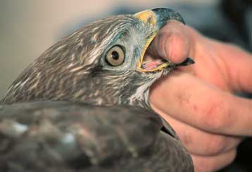 Στο Ευρωπαϊκό Δικαστήριο παραπέμπεται η Ελλάδα για παραβάσεις της νομοθεσίας για τα άγρια πτηνά