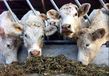 Στην απαγόρευση της αιμοδοσίας από τη Βρετανία προβαίνει ο ισπανικός Ερυθρός Σταυρός