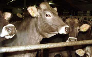 Πρώτο κρούσμα της νόσου των «τρελών αγελάδων» στη Ρουμανία