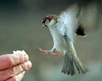 Βιολόγοι παρατηρούν ένα βασικό εξελικτικό φαινόμενο
