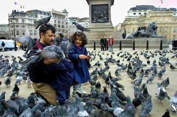Τα περιστέρια δεν είναι πλέον καλοδεχούμενα στην πλατεία Τραφάλγκαρ του Λονδίνου