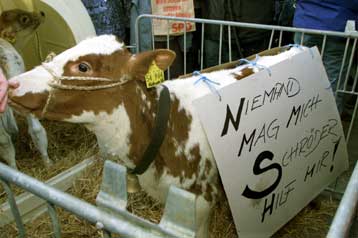 Ανησυχία και στις ΗΠΑ για τις «τρελές αγελάδες» – Επίκειται απαγόρευση της αιμοδοσίας από την Ευρώπη