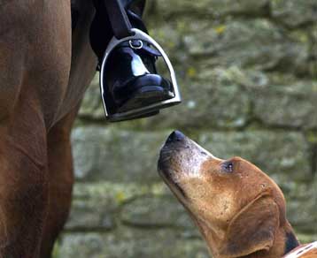 Τέλος στο κυνήγι με σκυλιά σε Αγγλία και Ουαλία βάζει η Βουλή των Κοινοτήτων