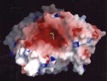 Ελπίδες για καλύτερα φάρμακα γεννά νέα επιστημονική ανακάλυψη
