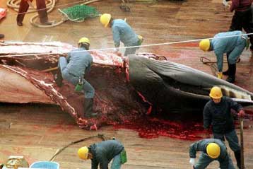 Τις εξαγωγές κρέατος φάλαινας θα επιτρέψει η Νορβηγία, παρά τη διεθνή απαγόρευση