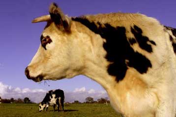 Εντείνεται η ανησυχία στην Ευρώπη για τη νόσο των «τρελών αγελάδων» – Νέα κρούσματα στο Βέλγιο