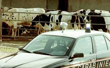 Θετικό το τεστ για την πρώτη «τρελή αγελάδα» ύστερα από επτά χρόνια στην Ιταλία