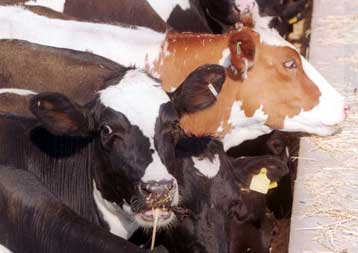 Στην Κρήτη εντοπίστηκε κρούσμα της νόσου Κρόιτσφελντ – Γιάκομπ