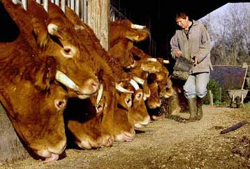 Αναμένονται τα αποτελέσματα των εξετάσεων για πιθανό κρούσμα «τρελών αγελάδων» στην Αυστρία