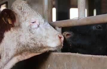 Το πρώτο πιθανό κρούσμα της νόσου των «τρελών αγελάδων» στην Αυστρία – Υποψίες για νέο κρούσμα και σ