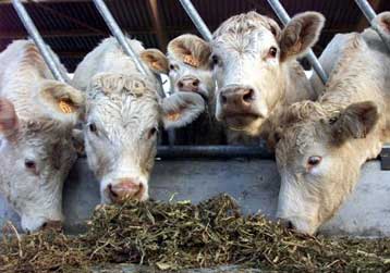 Οι ζωμοί βοδινού κρέατος το επόμενο «θύμα» της νόσου των «τρελών αγελάδων»;