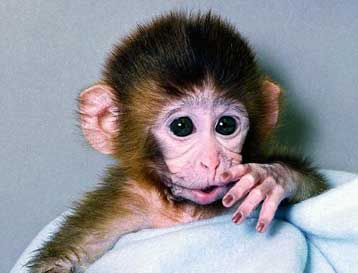 Ο πρώτος γενετικά τροποποιημένος πίθηκος παρουσιάζεται στο Science