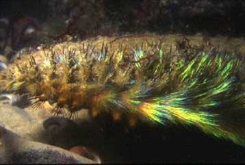 Το «ταπεινό» ποντίκι της θάλασσας πρωτοπόρος της οπτικής ηλεκτρονικής