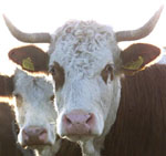 Νέα στοιχεία και απειλές από τις «τρελές αγελάδες»