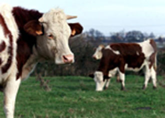 Ανάστατη η Ευρώπη από τη νόσο των «τρελών αγελάδων»