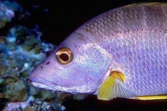 Πέντε ψάρια τη βδομάδα το εγκεφαλικό το κάνουν πέρα