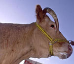 Καθησυχαστικός ο υπουργός Αμυνας για την ασφάλεια του κρέατος -Διαψεύσεις και από τη Unilever